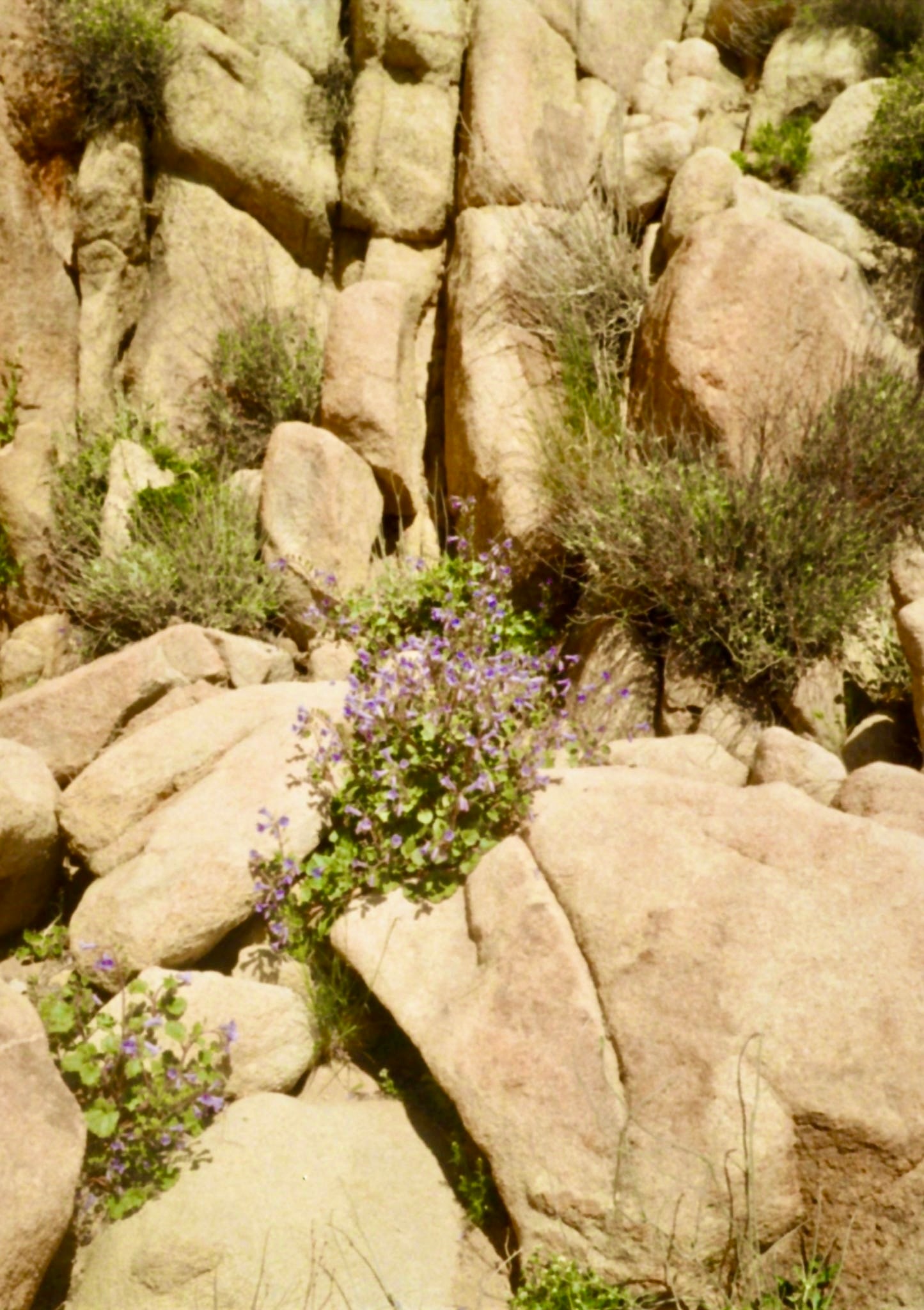 Purple wildflowers among desert rocks