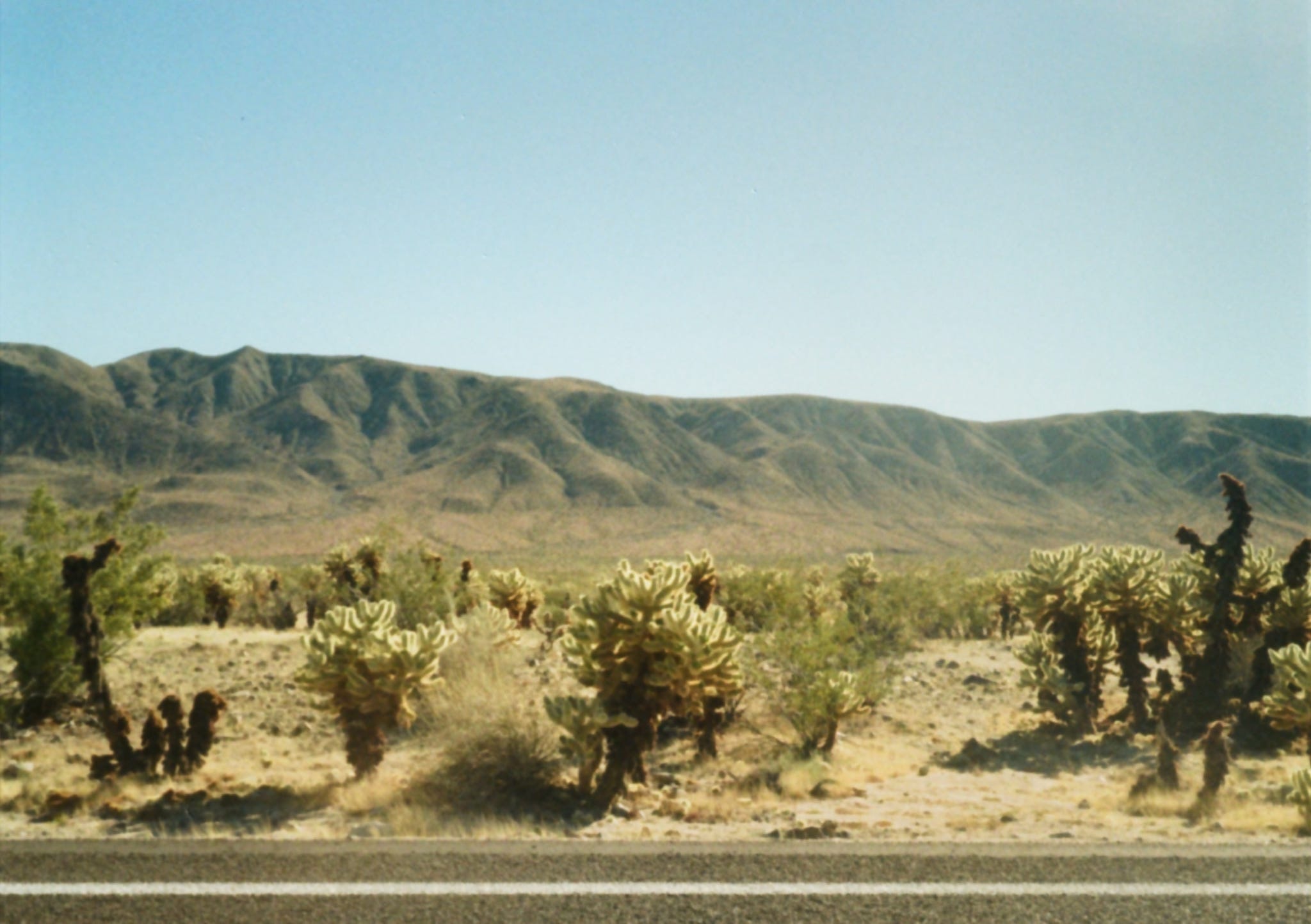 Cholla cactus garden with mountains in Joshua Tree National Park