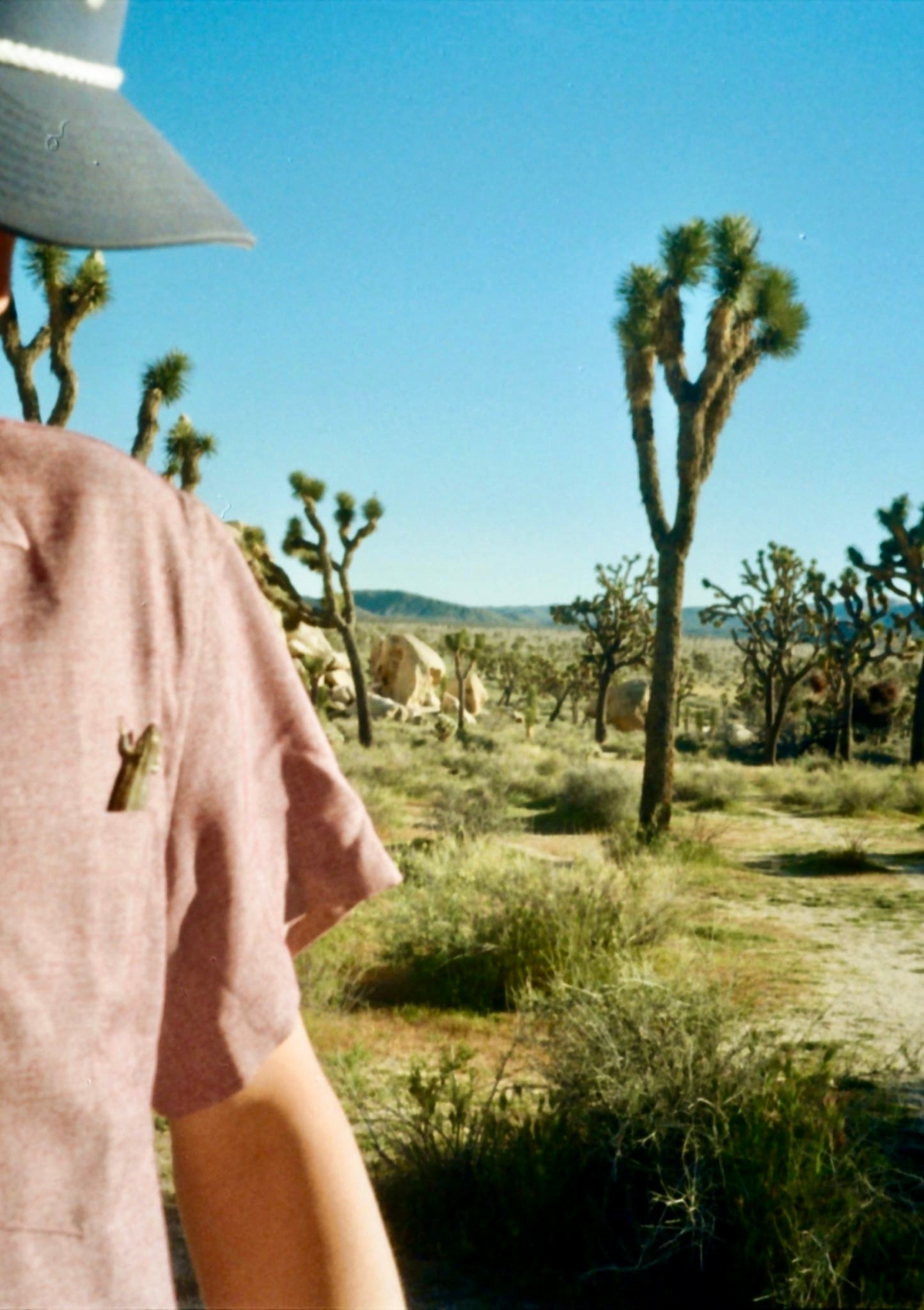 Tiny lizard on Seth's shirt pocket