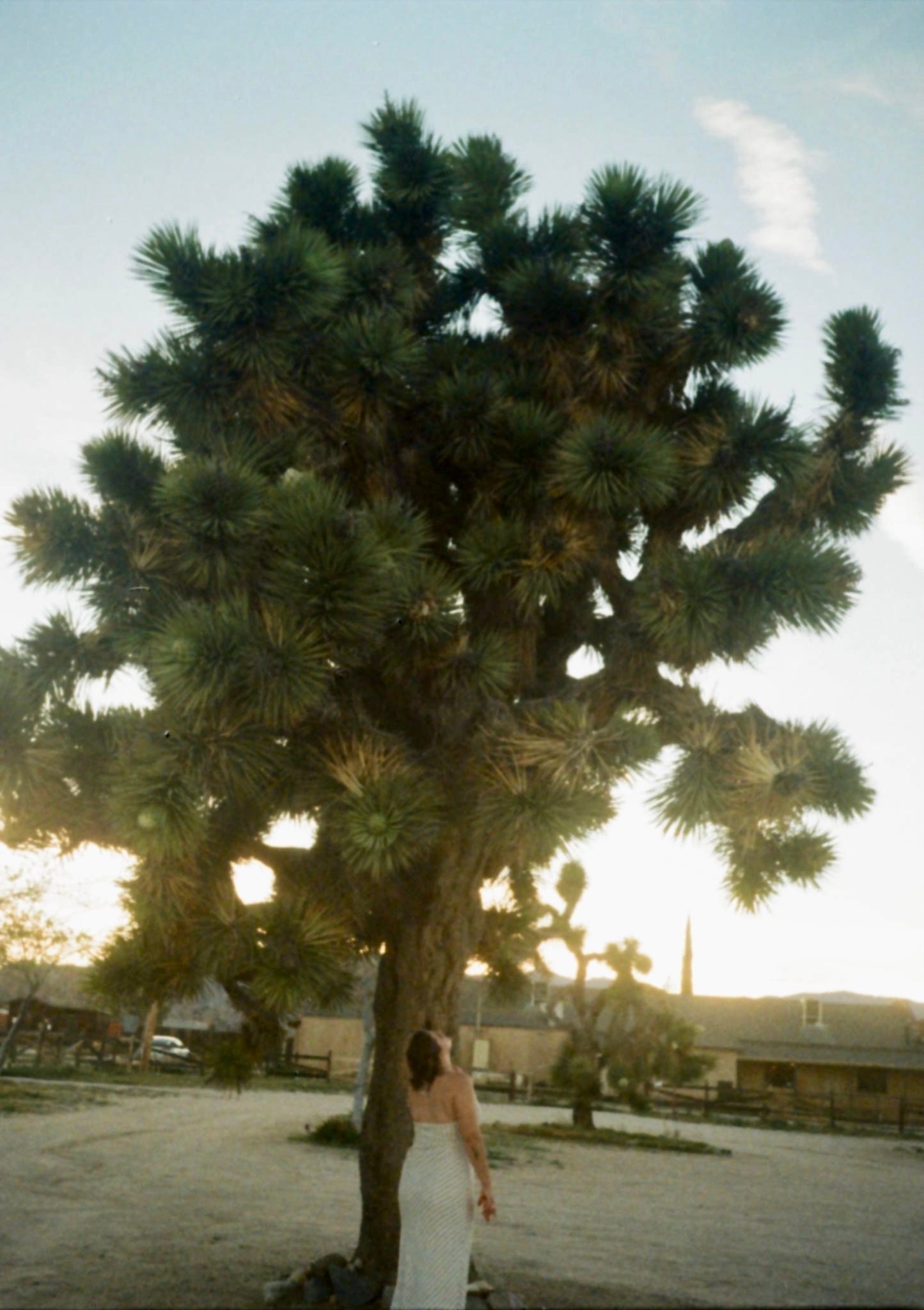 Madalena standing beneath a Joshua tree at golden hour